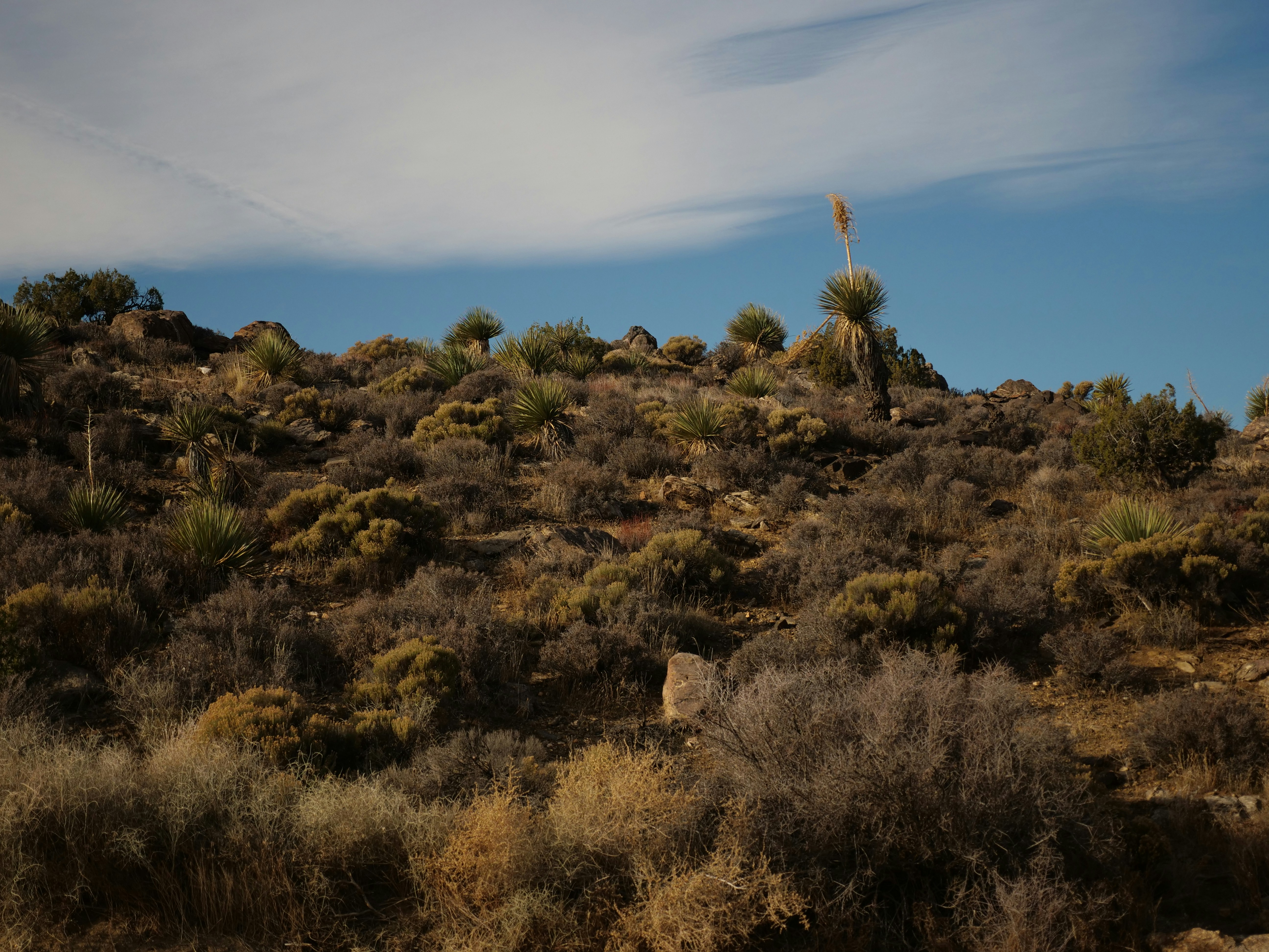 a hill covered in bushes and trees under a blue sky
