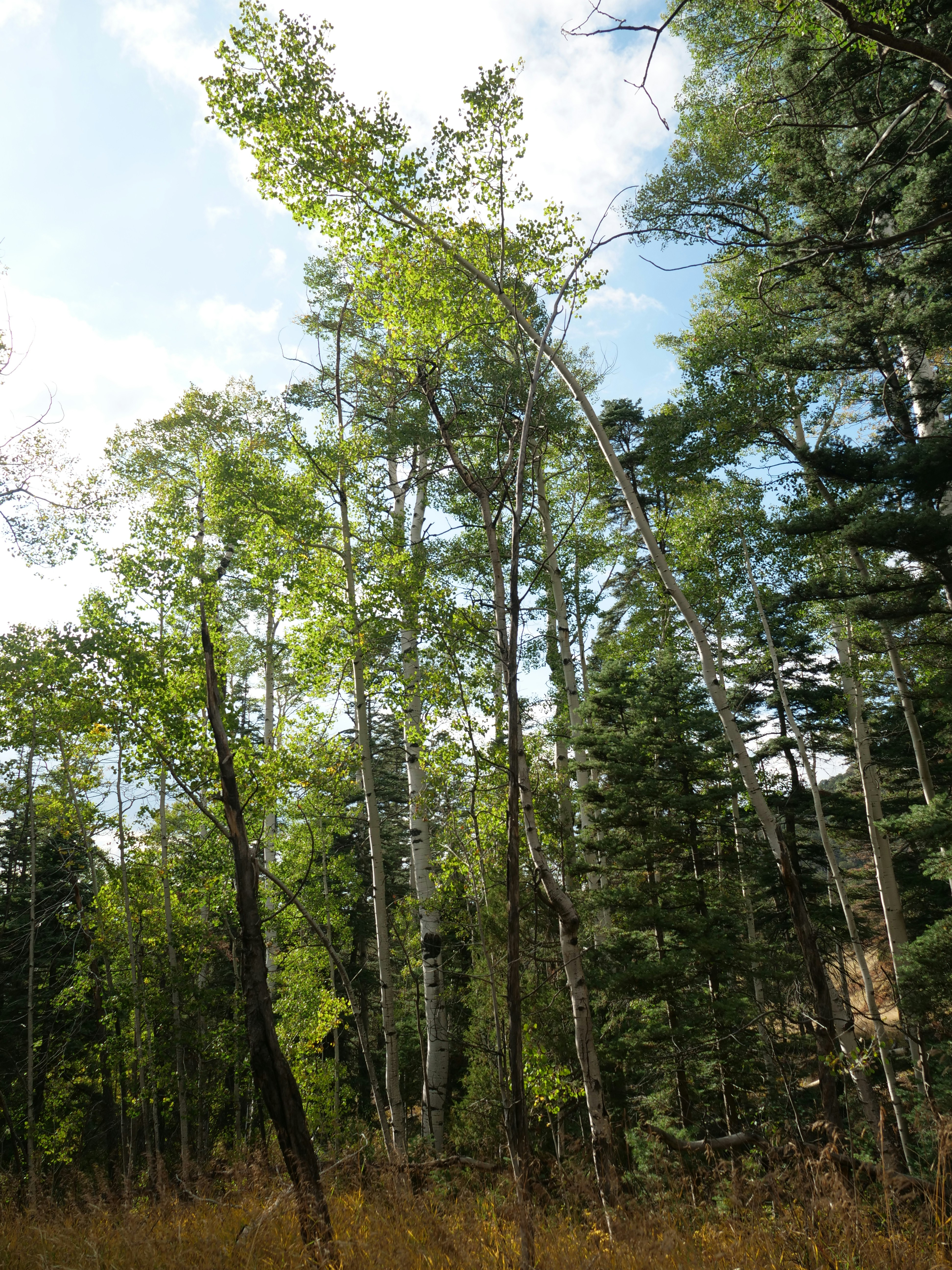 a forest filled with lots of tall trees