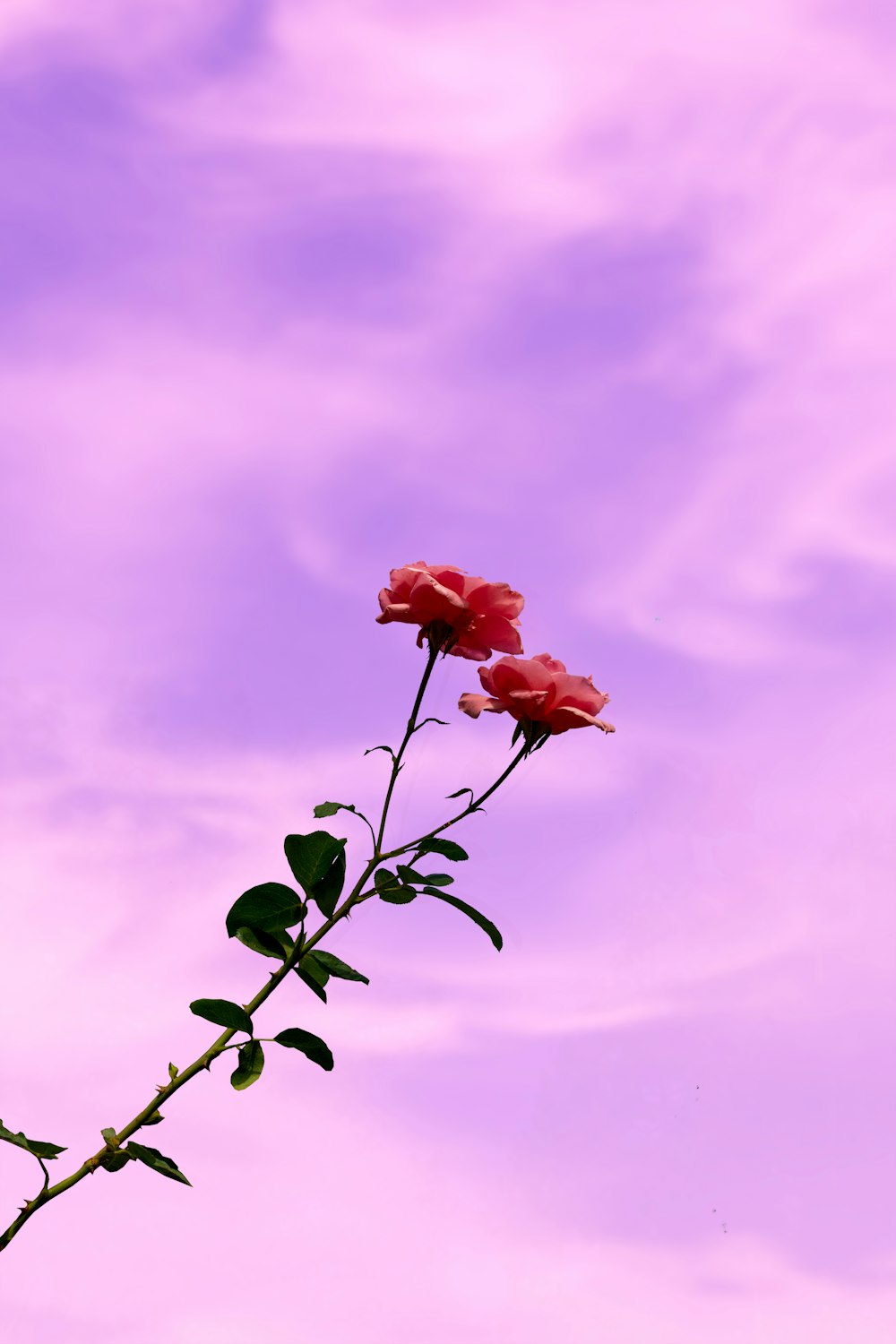 a pink rose is in the foreground with a purple sky in the background