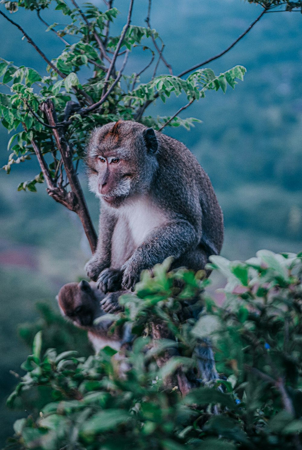 Un singe assis au sommet d’une branche d’arbre