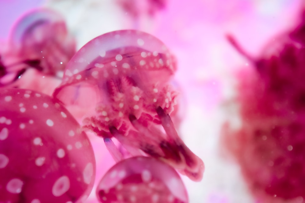 a close up of a bunch of pink balloons