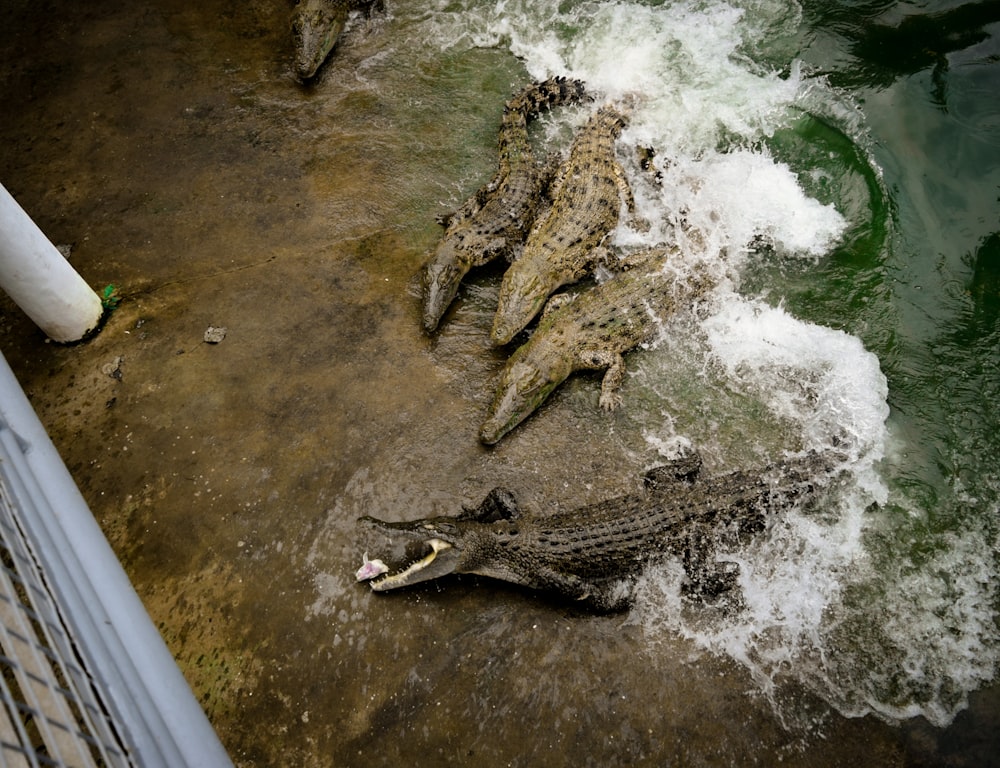 a group of alligators laying in the water