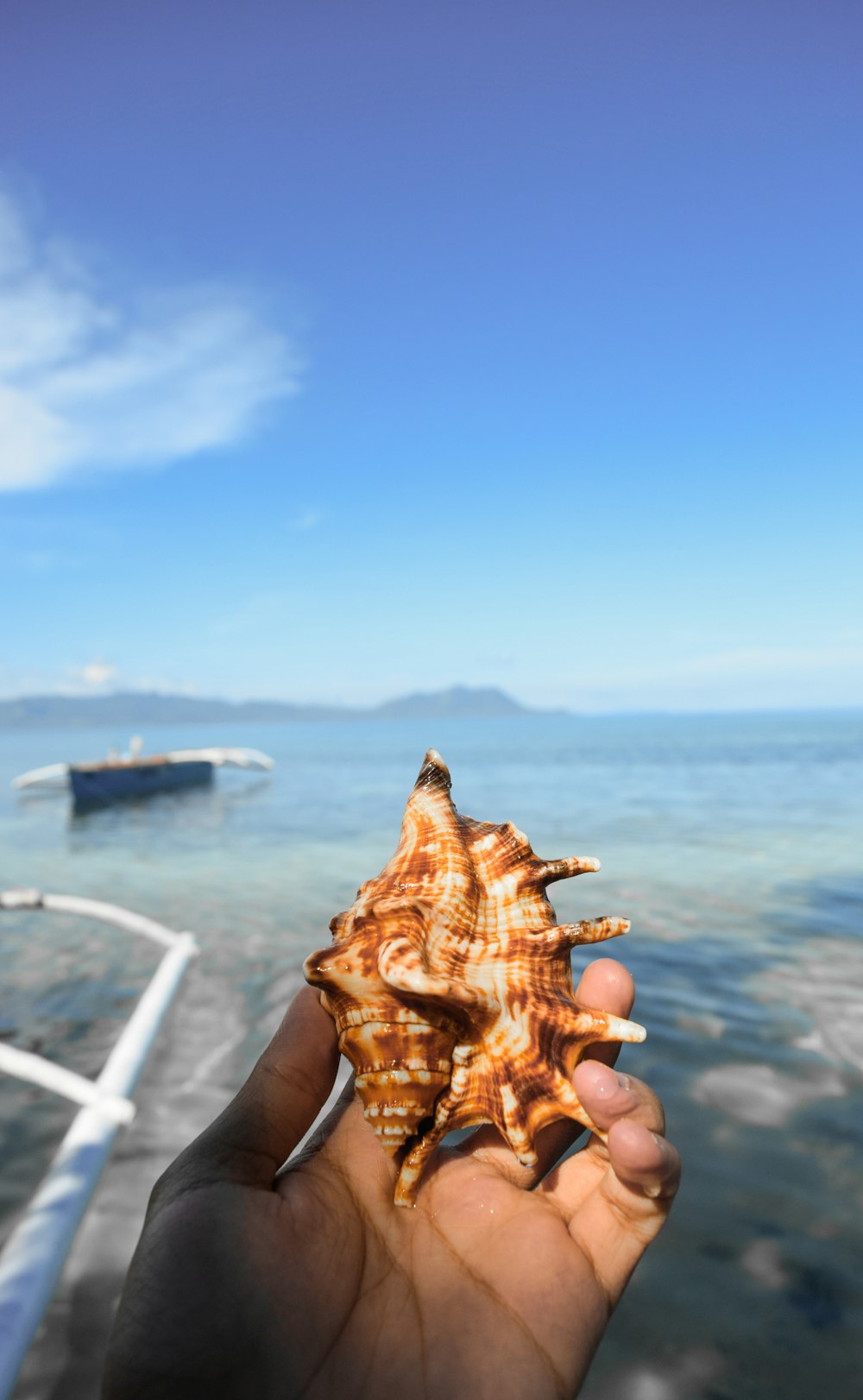 a person holding a sea shell in their hand