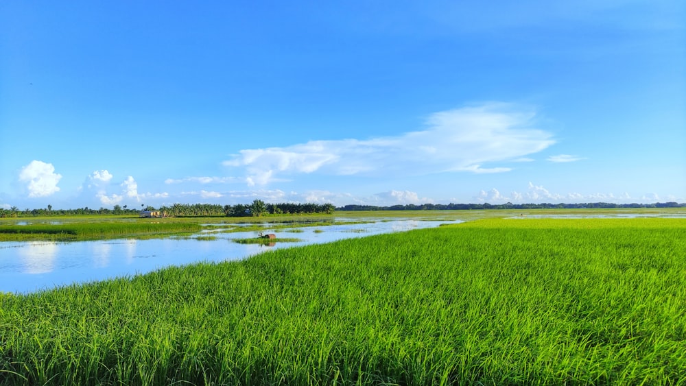 a river running through a lush green field