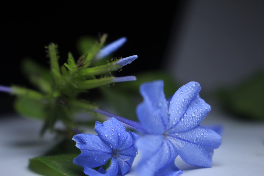 a close up of a blue flower on a table