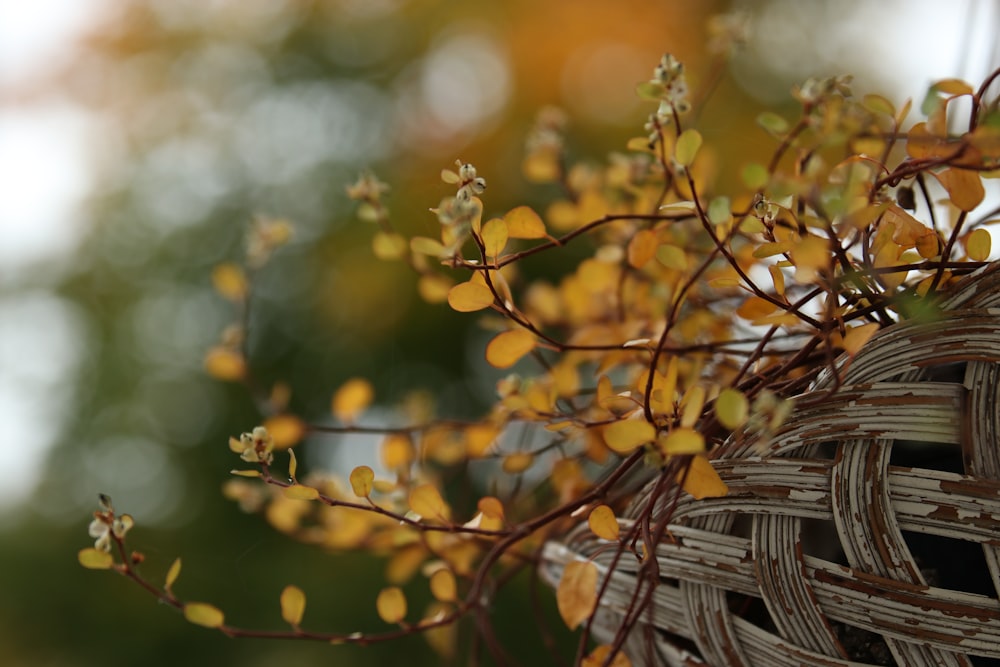 a close up of a tree branch with yellow leaves