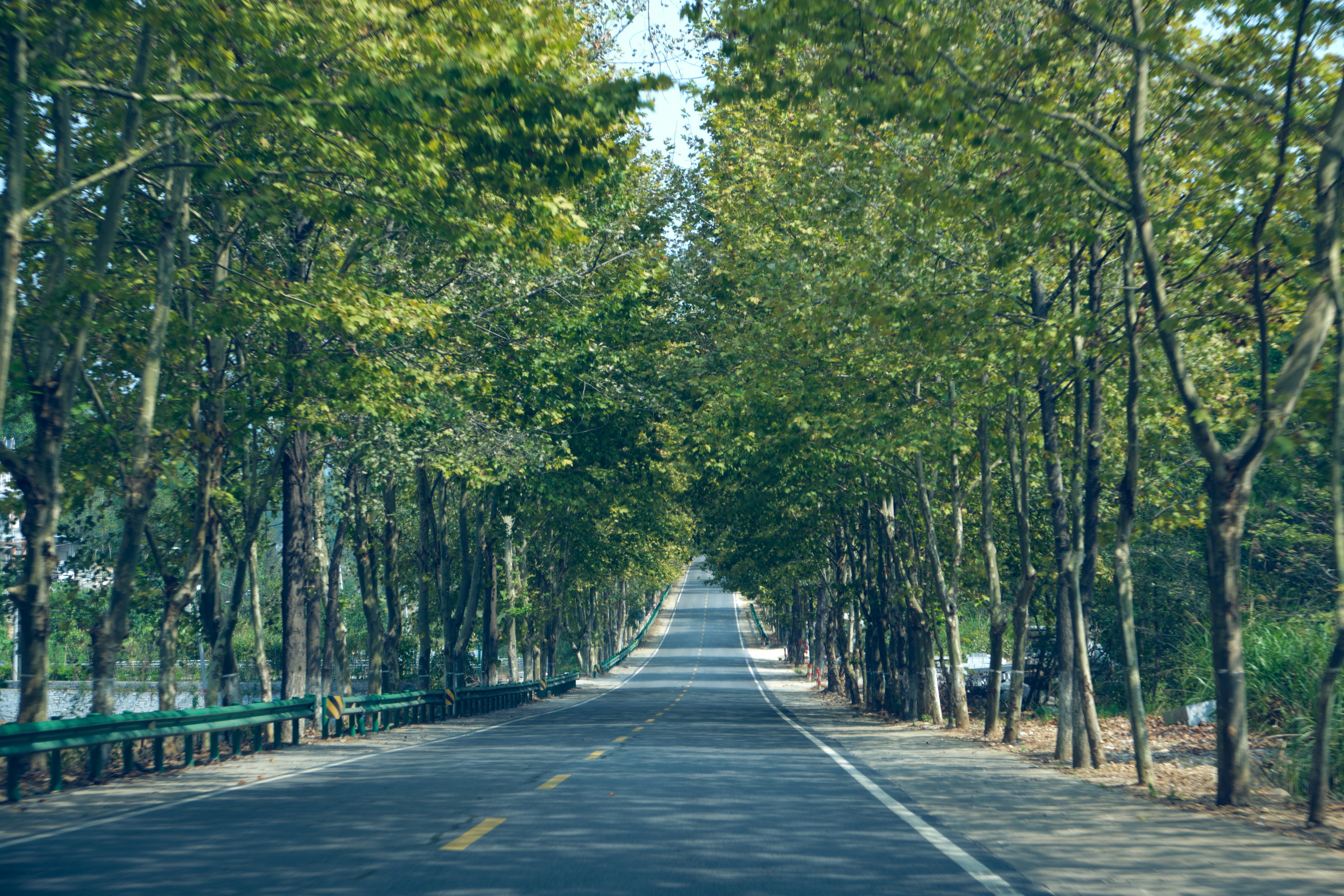 a road lined with trees and benches next to a forest