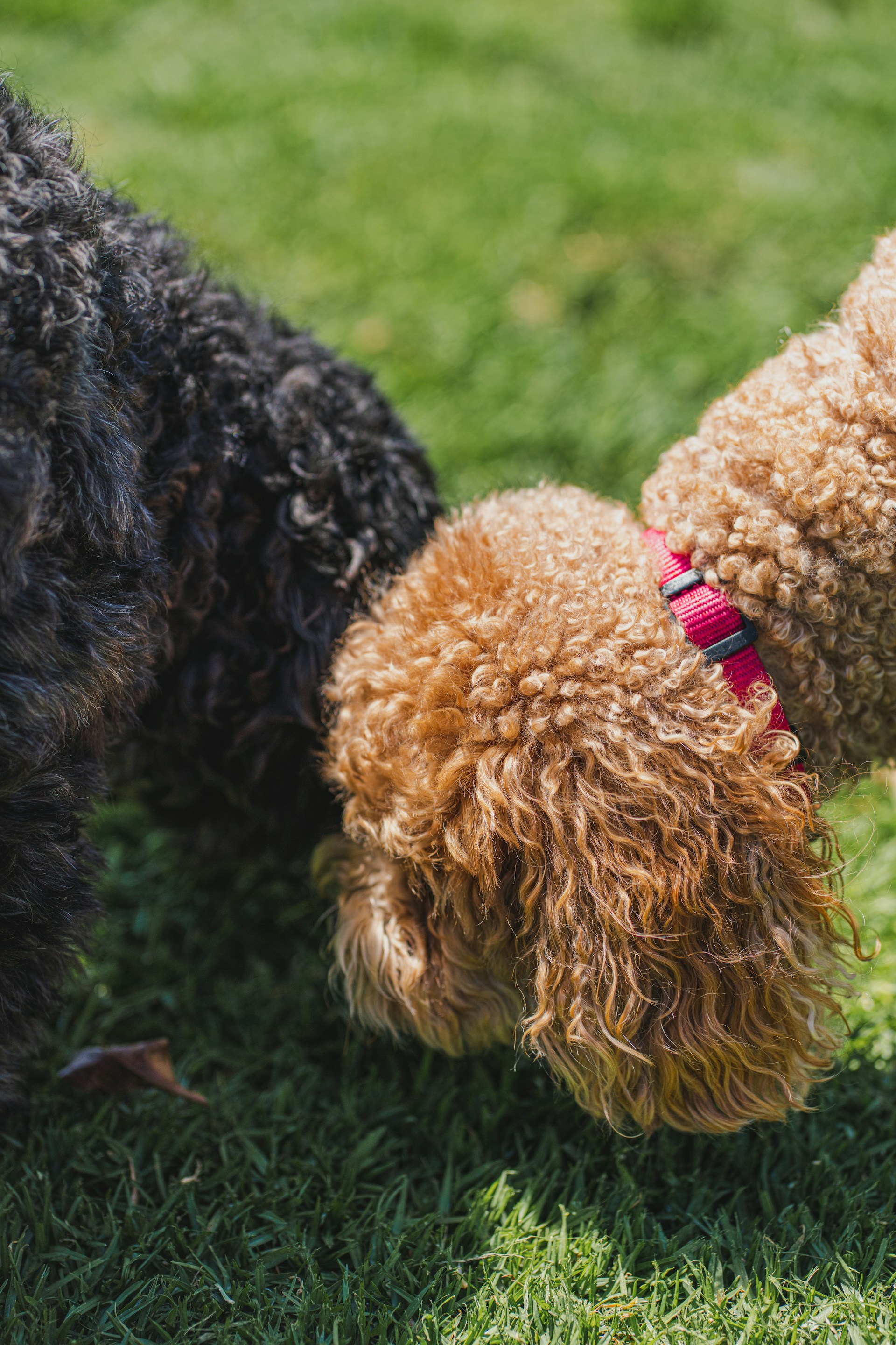 a couple of dogs standing on top of a lush green field