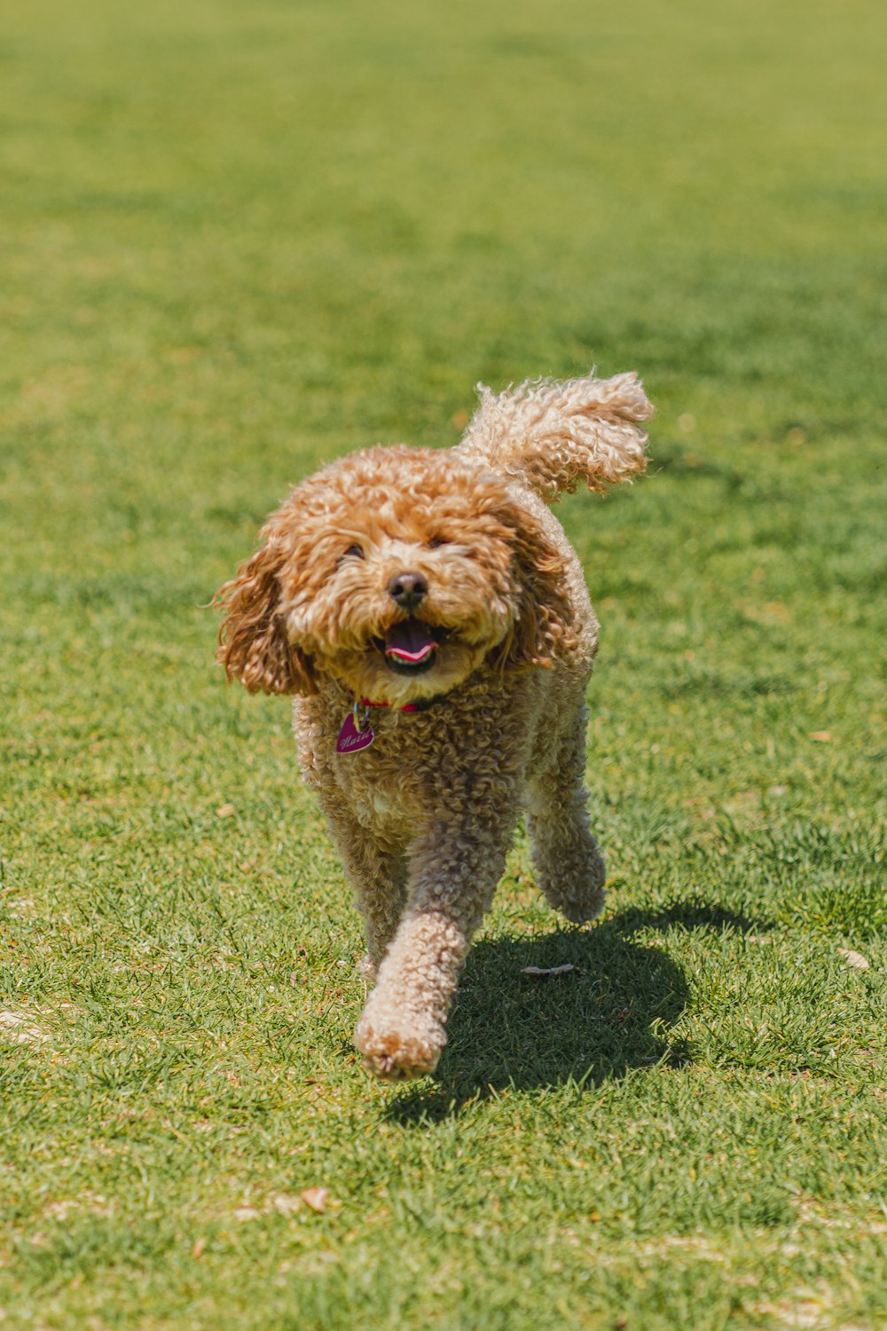 a brown dog running across a lush green field