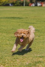 A heartwarming image of a Cavalier King Charles Spaniel playing in a sunny field.
