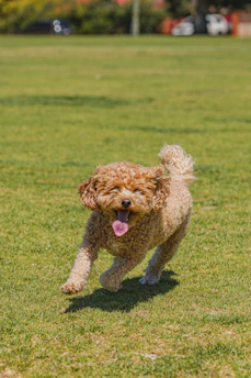 Happy adopted dog playing joyfully with its new family in a sunny backyard.