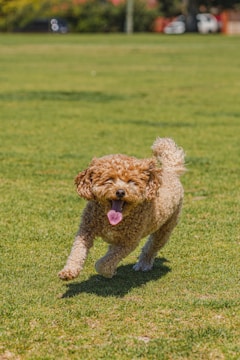 A playful Biewer Terrier running in a sunny park.