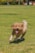 A heartwarming image of a rescued dog playing joyfully in a sunny, green field.