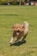 A happy dog playing in a sunny park, showcasing a joyful moment.