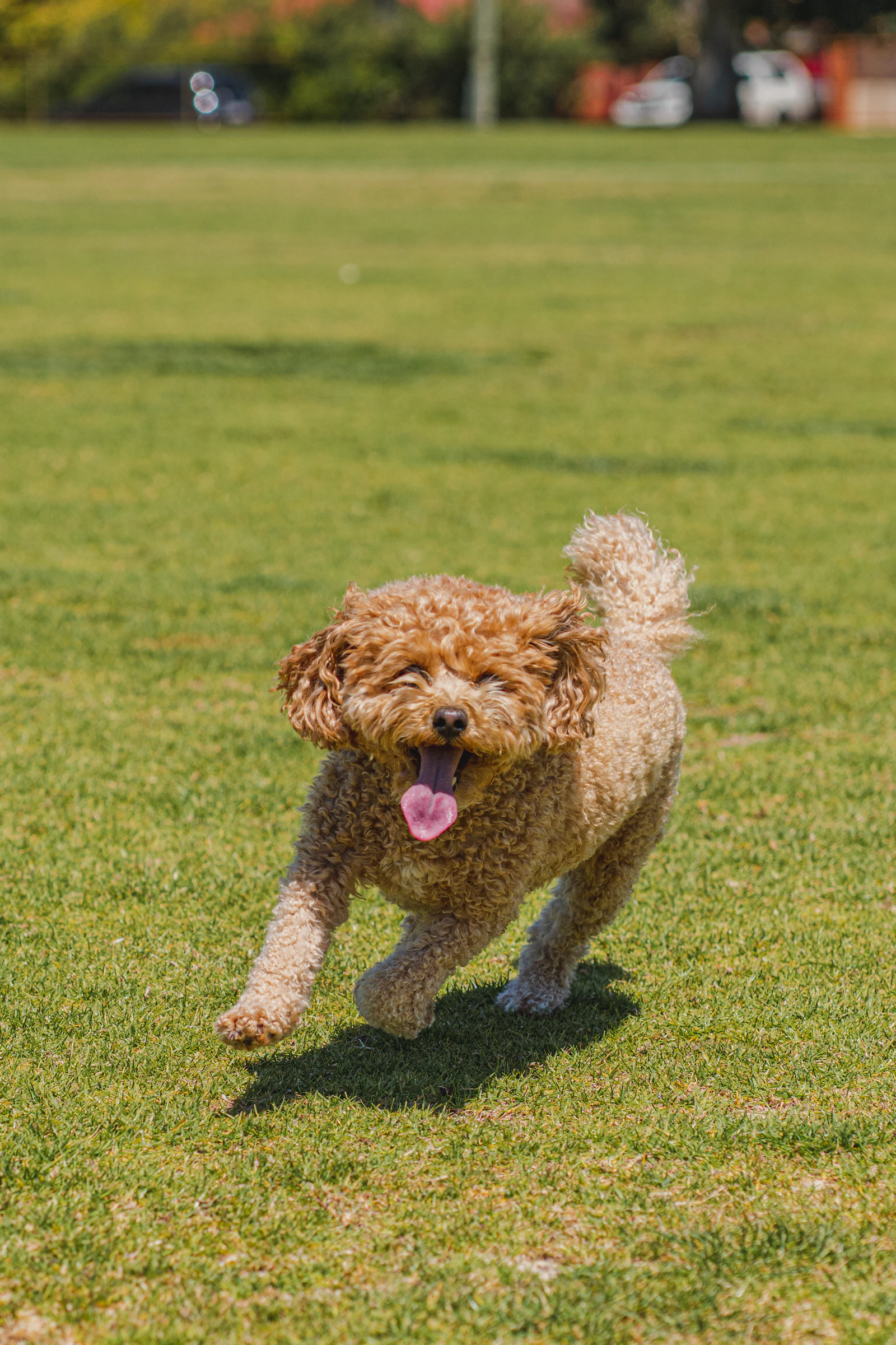 Perro corriendo feliz por un campo de hierba
