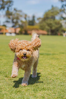 a brown dog running across a lush green field