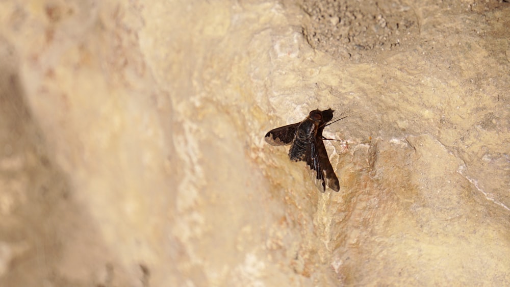 a moth is sitting on the side of a rock