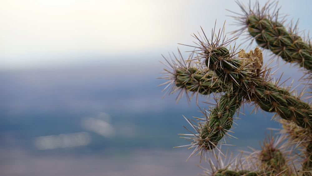 Un primer plano de un cactus con un fondo borroso