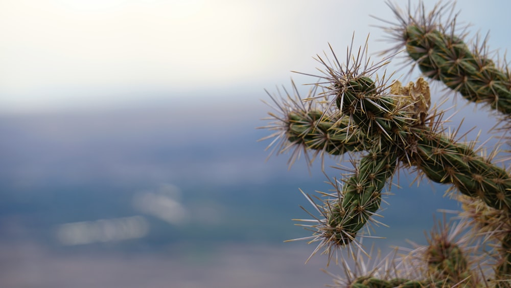 a close up of a cactus with a blurry background