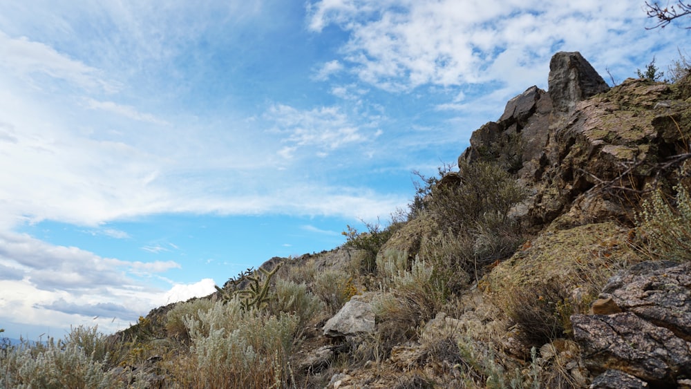 a rocky hillside with a few plants growing on it