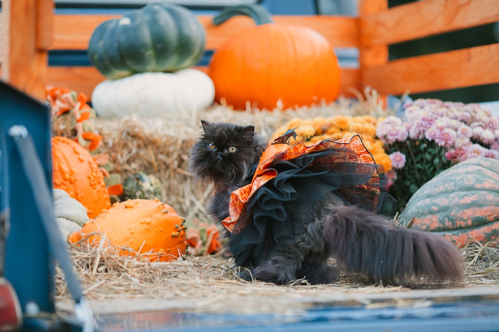 a black cat wearing a black dress sitting in hay next to pumpkins