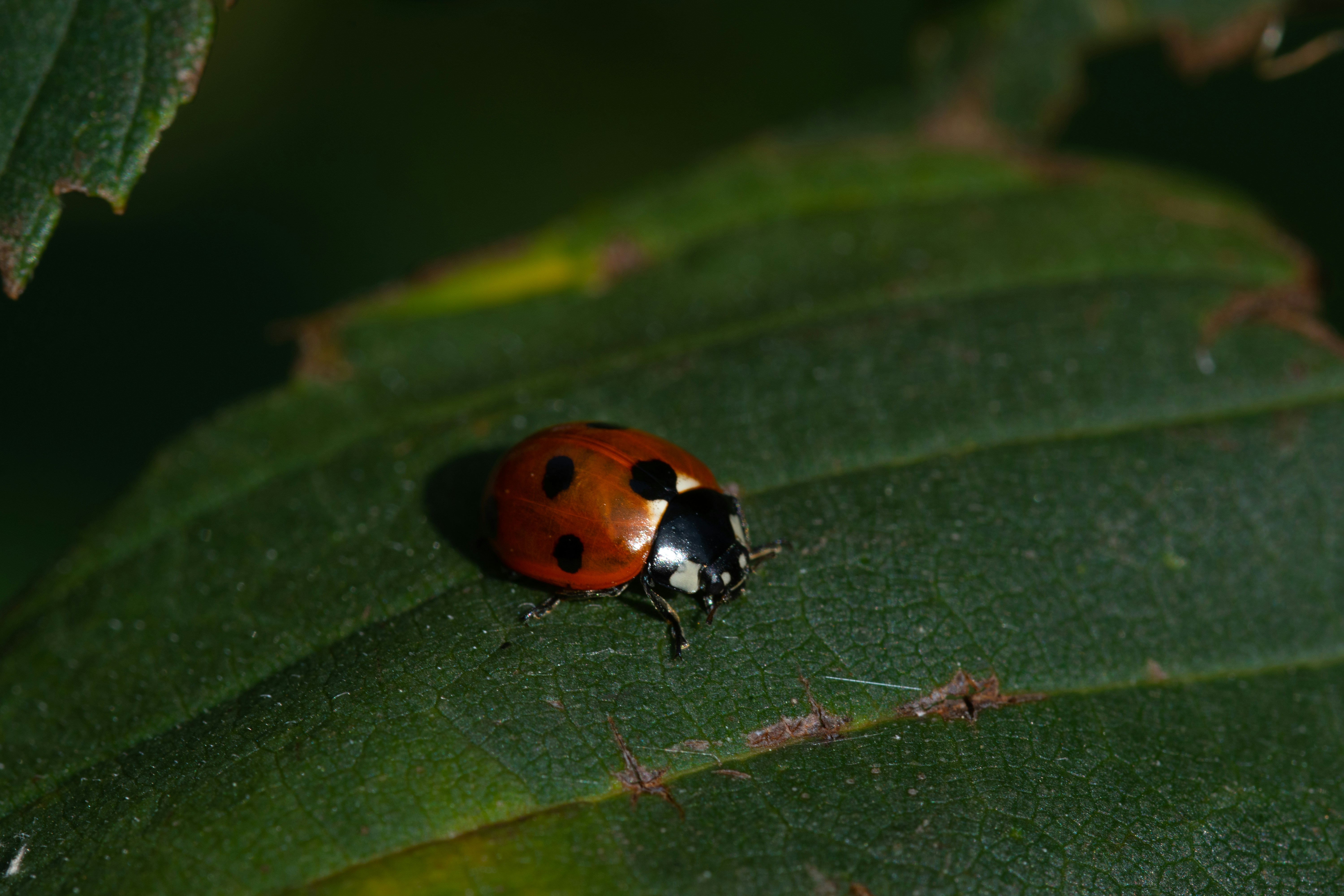 Photo by sebastiank81