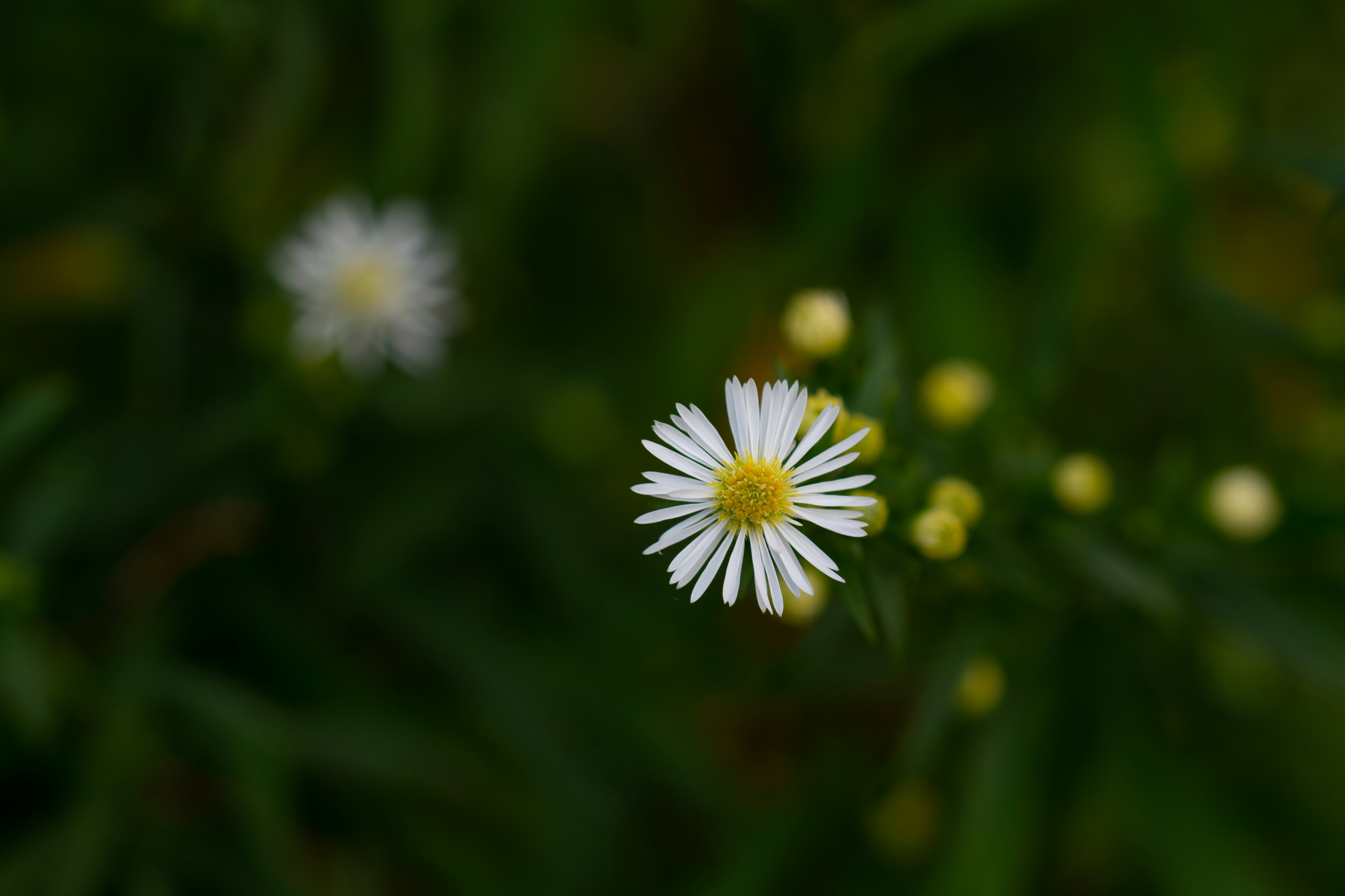 Photo by sebastiank81