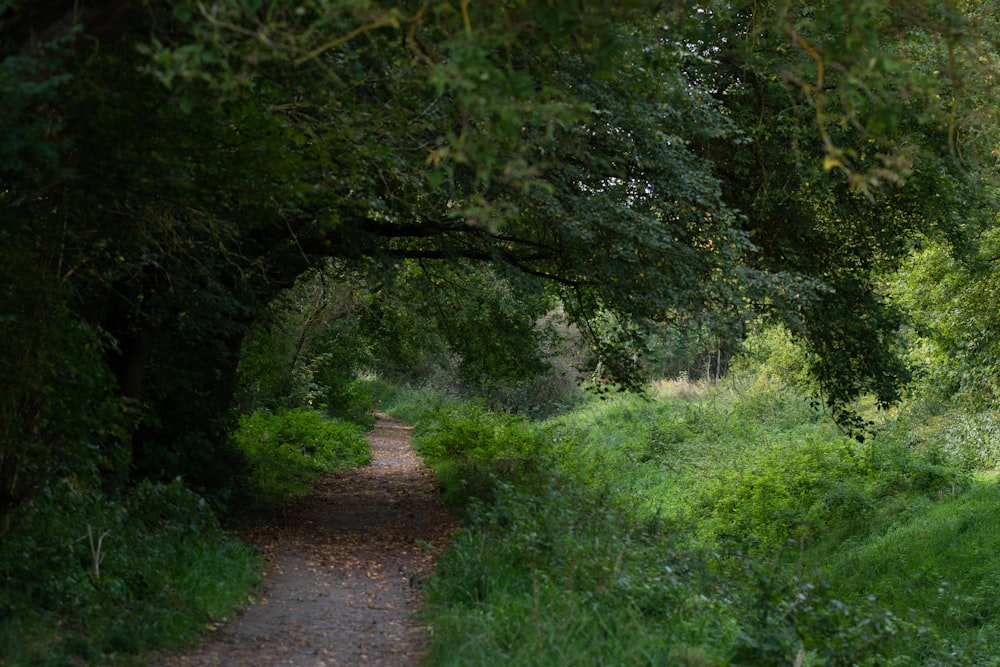 a path in the middle of a lush green forest