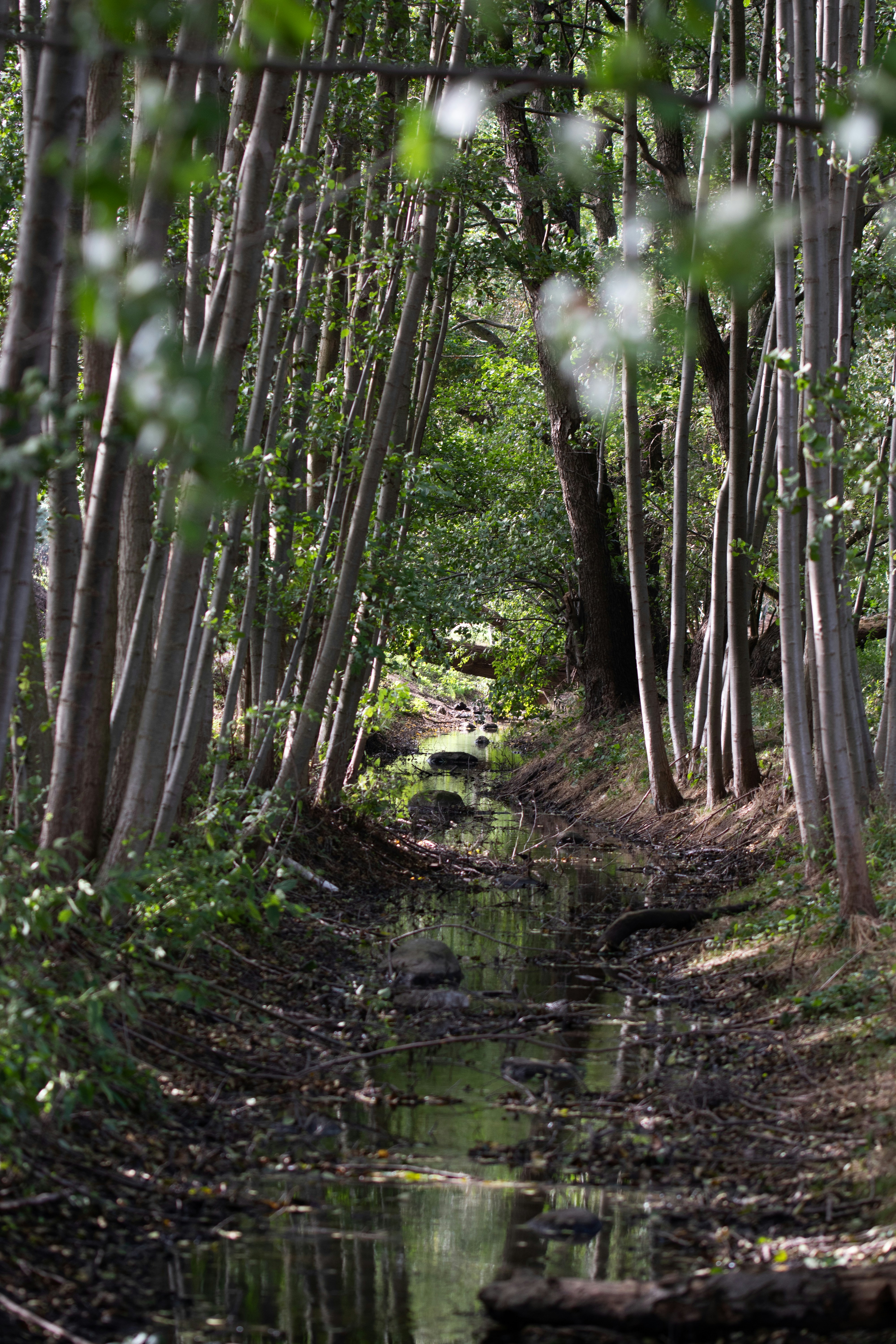 A stream running through a forest filled with trees photo – Free ...