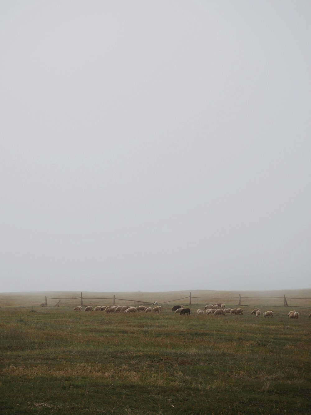 a herd of sheep grazing on a lush green field