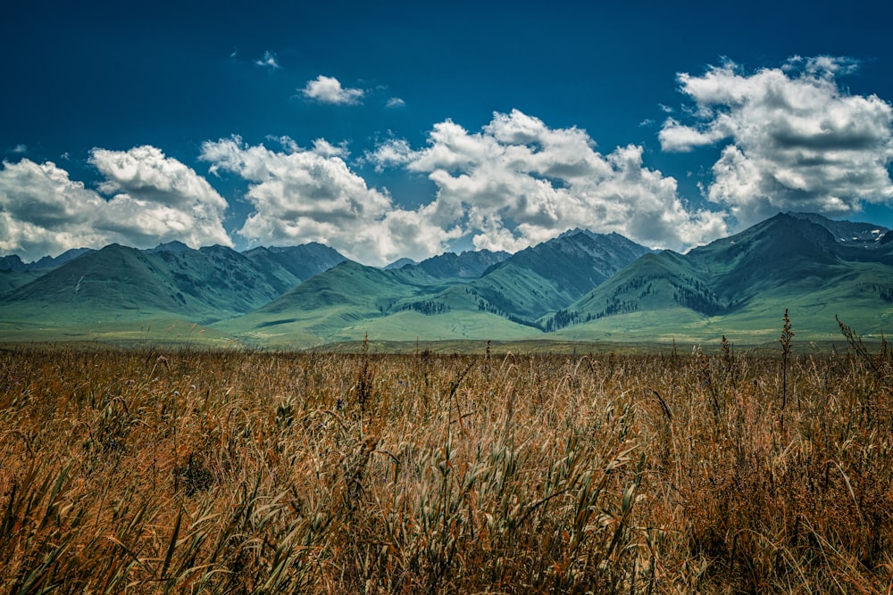 a field with tall grass and mountains in the background
