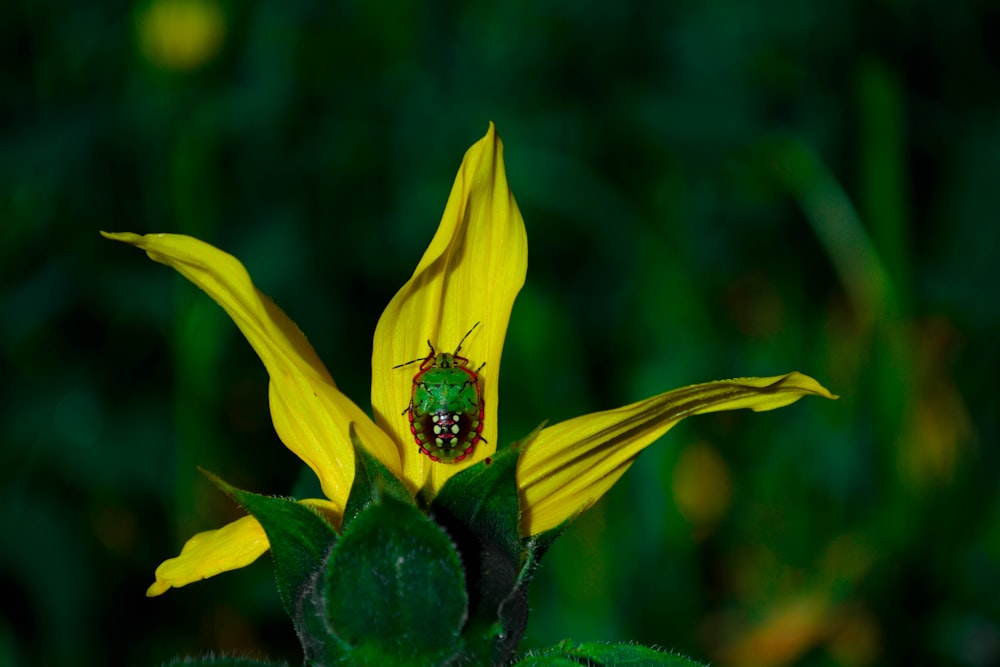 a green bug sitting on a yellow flower