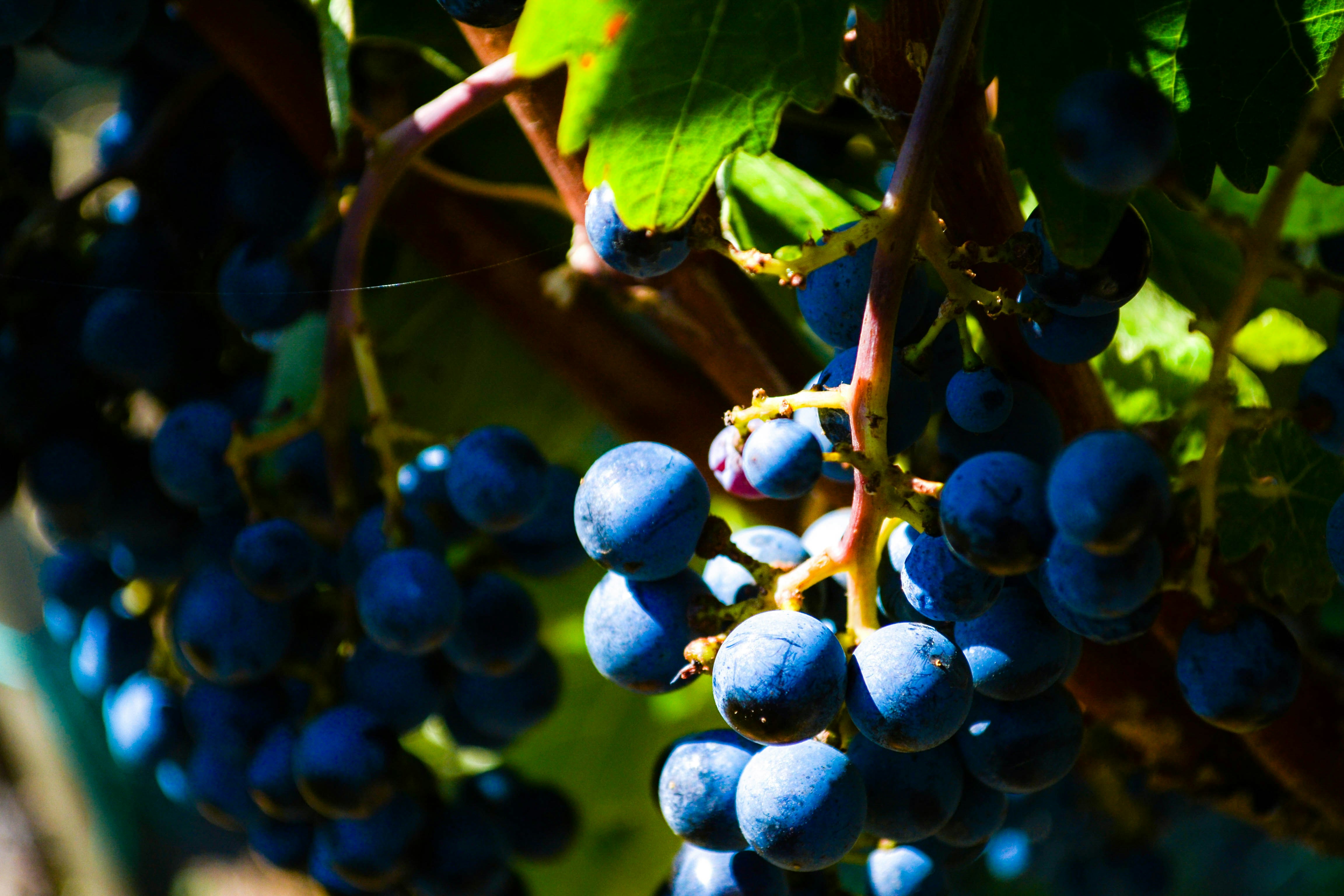 Photo by aleksandark