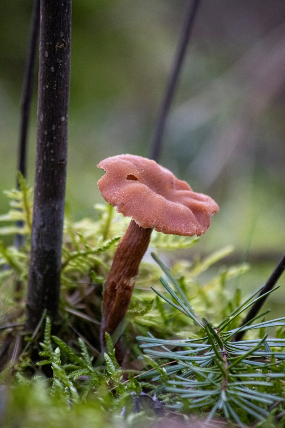 a small pink mushroom sitting on top of a moss covered forest floor