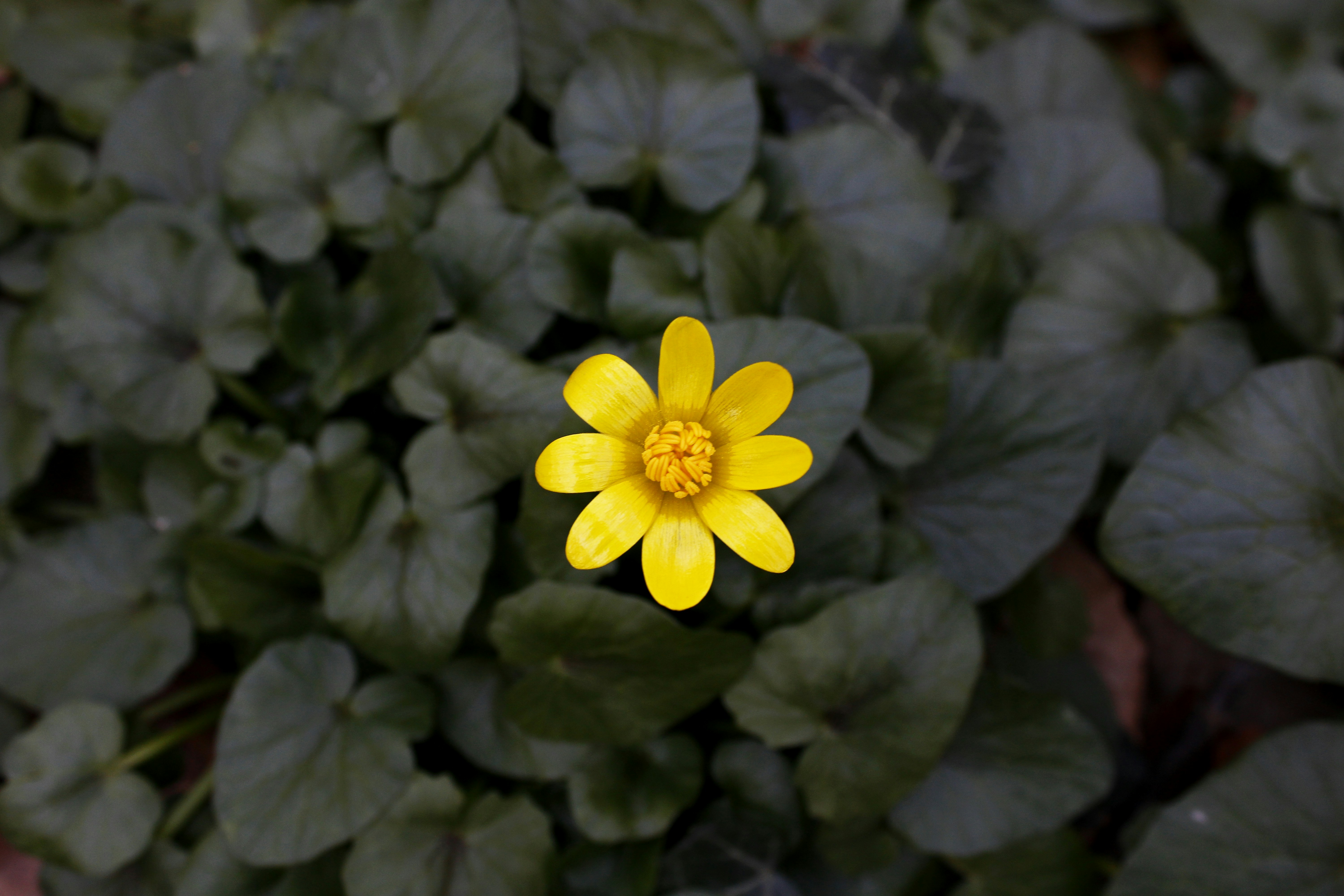 The Beauty and Significance of Yellow Flowers