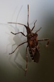 A close-up of a brown insect, likely a true bug, standing on a translucent surface. Its elongated antennae and legs are clearly visible, and the intricate patterns on its wings are detailed. The light casts a shadow on the surface behind it.