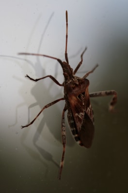 A close-up of a brown insect, likely a true bug, standing on a translucent surface. Its elongated antennae and legs are clearly visible, and the intricate patterns on its wings are detailed. The light casts a shadow on the surface behind it.