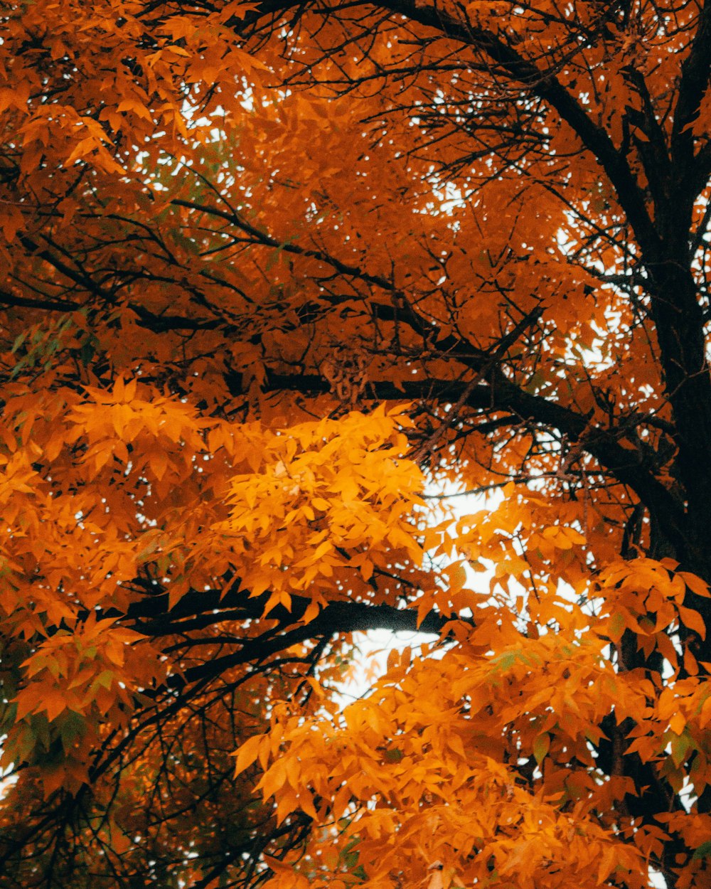 uma árvore com folhas de laranjeira no outono
