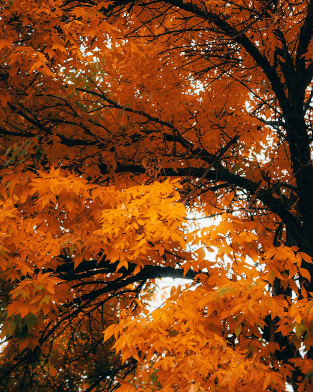 a tree with orange leaves in the fall