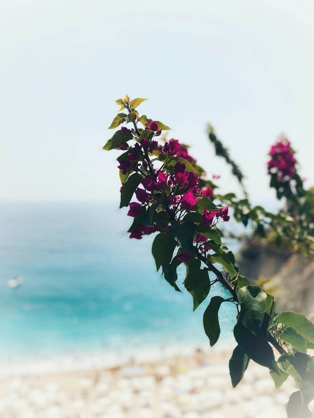 a branch with purple flowers on a beach