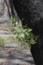 A burnt tree trunk with fresh green leaves growing against a backdrop of a charred forest floor, suggesting regrowth amidst destruction.