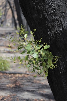 A burnt tree trunk with fresh green leaves growing against a backdrop of a charred forest floor, suggesting regrowth amidst destruction.