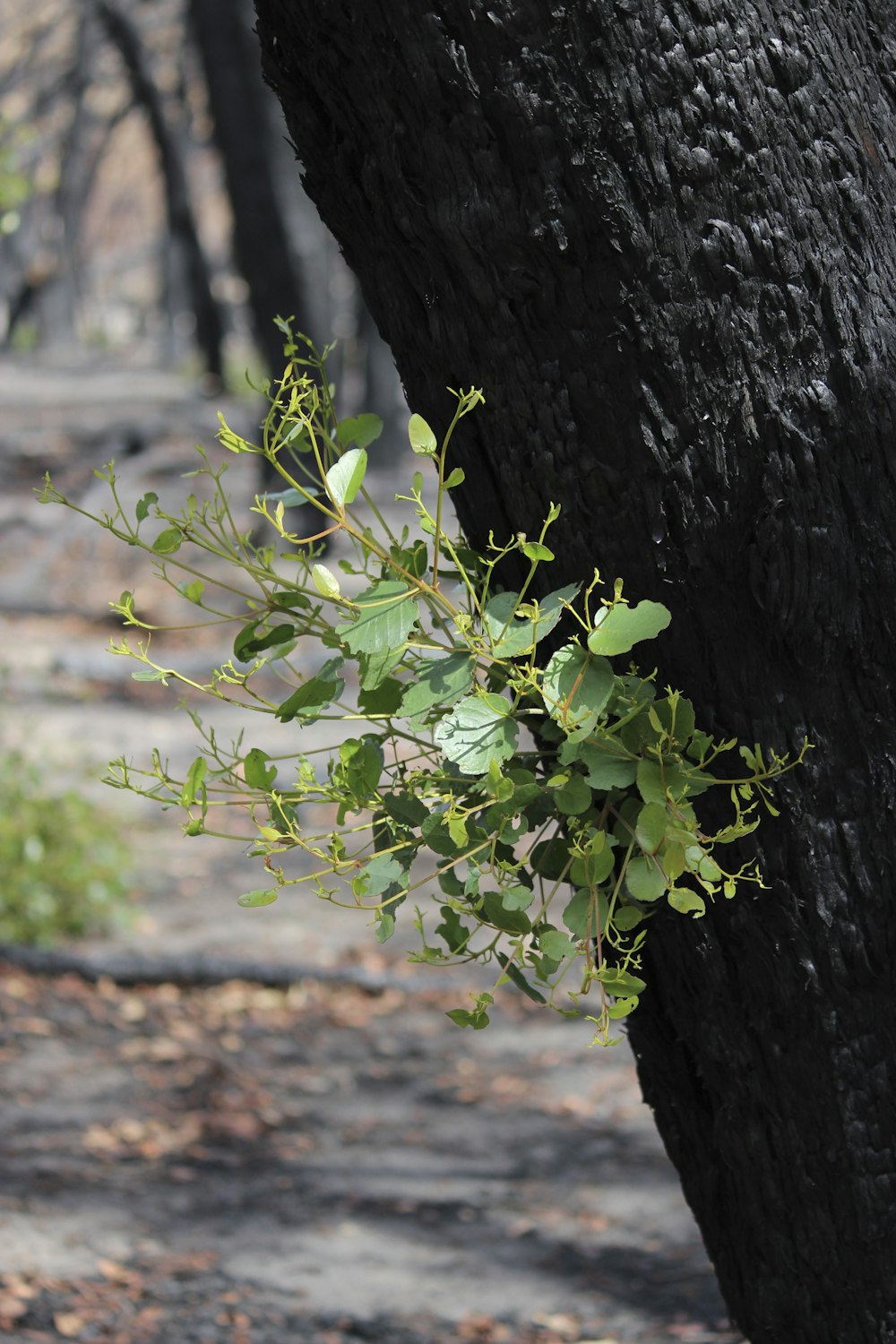 a tree with a bunch of green leaves on it