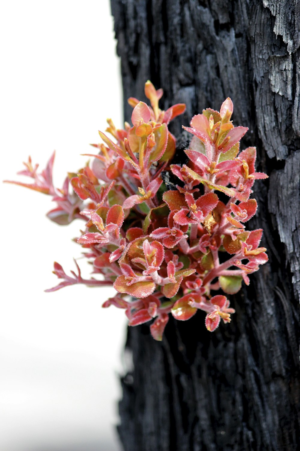 a close up of a small plant on a tree