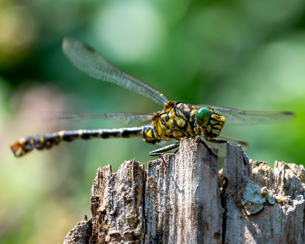 um close up de uma libélula em um poste de madeira