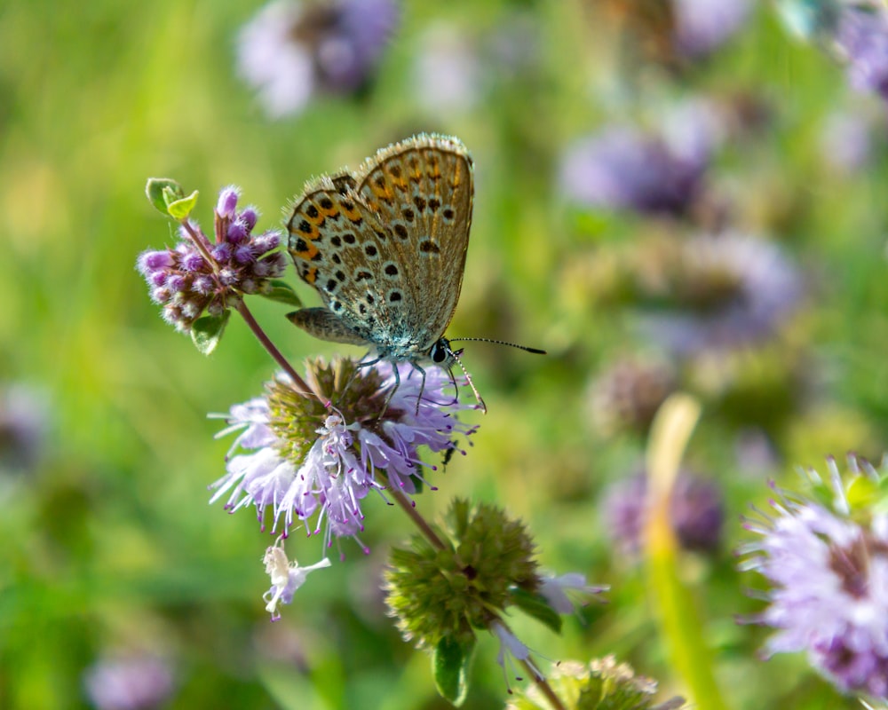 a butterfly sitting on a flower in a field