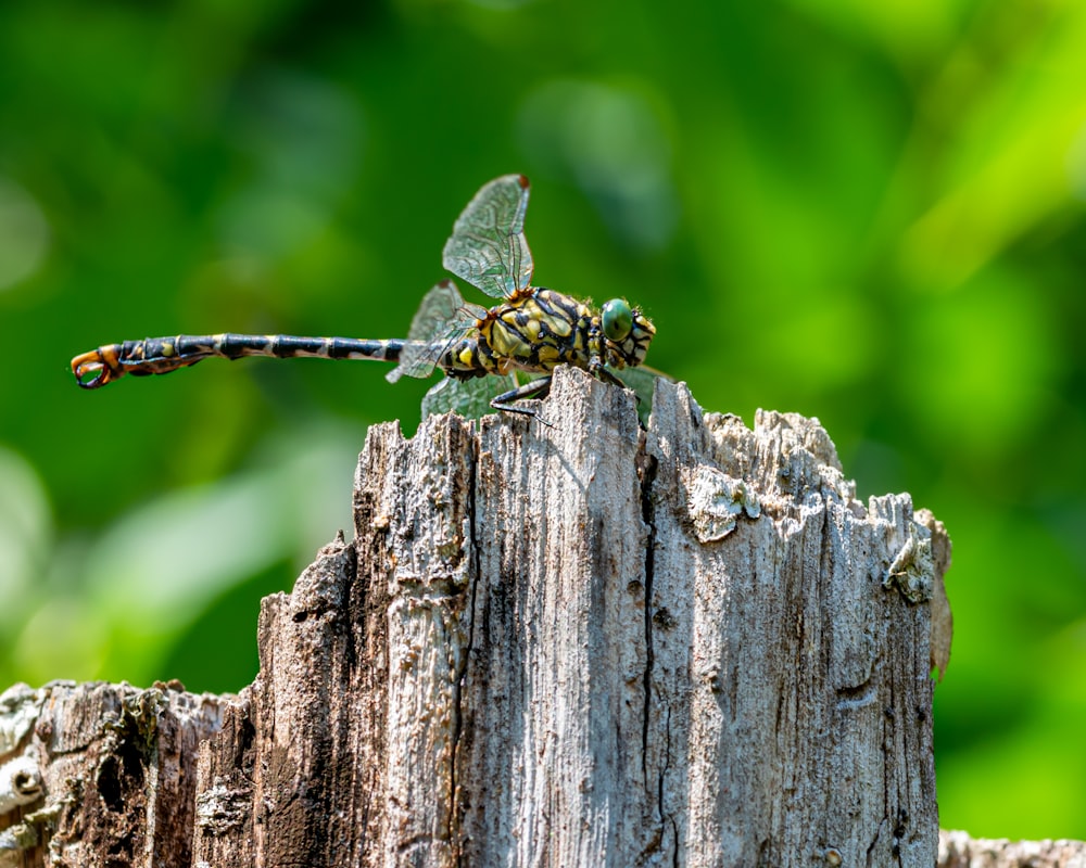 uma libélula sentada em cima de um pedaço de madeira