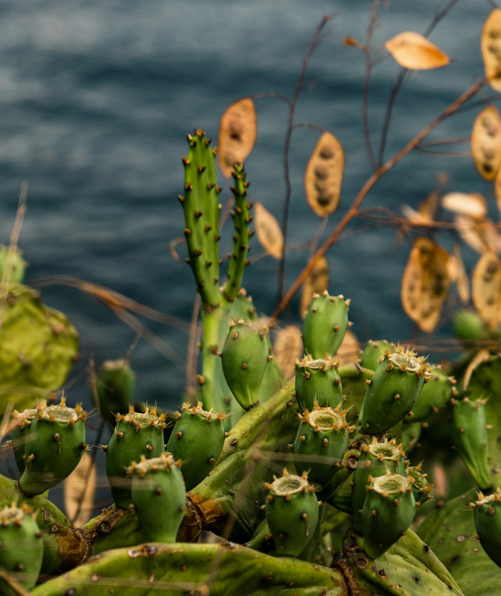 a close up of a bunch of plants near the water