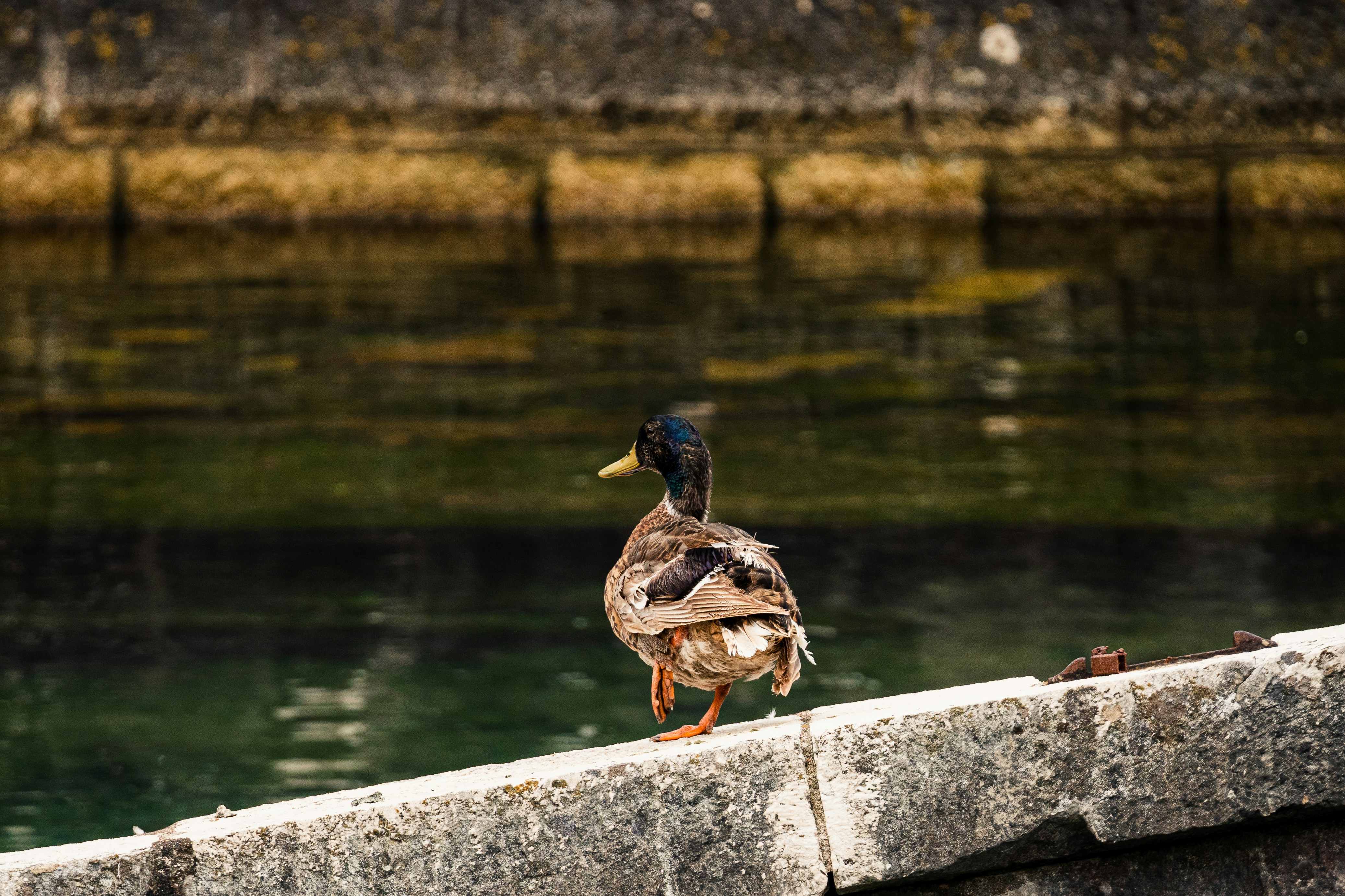 Photo by thestefankostic