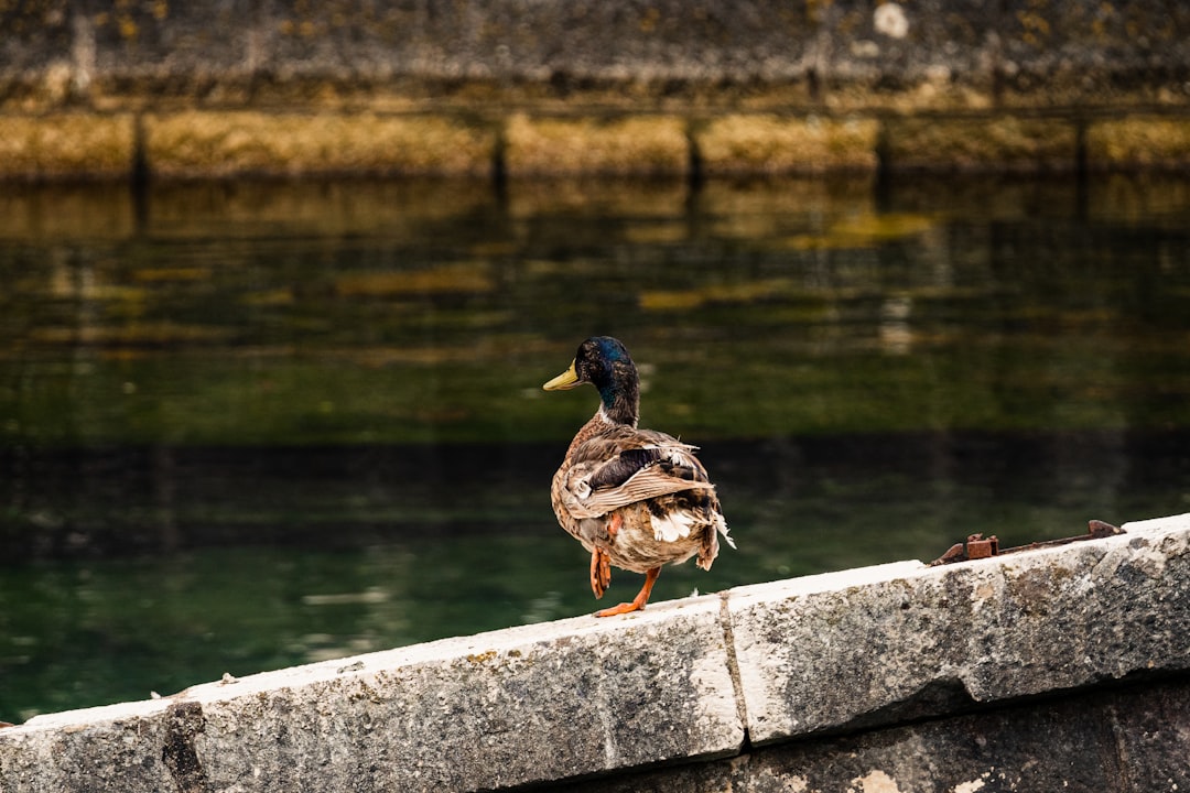 Watercourse photo spot Kotor Perast